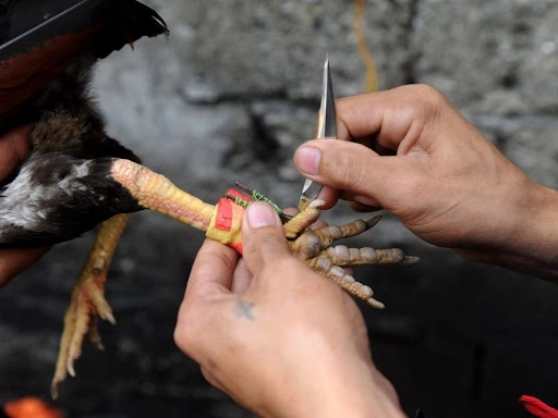 Overview of Metal Spur Cockfighting