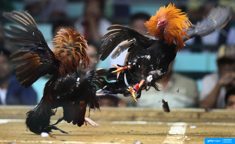 Basic rules of winning and losing in cockfighting