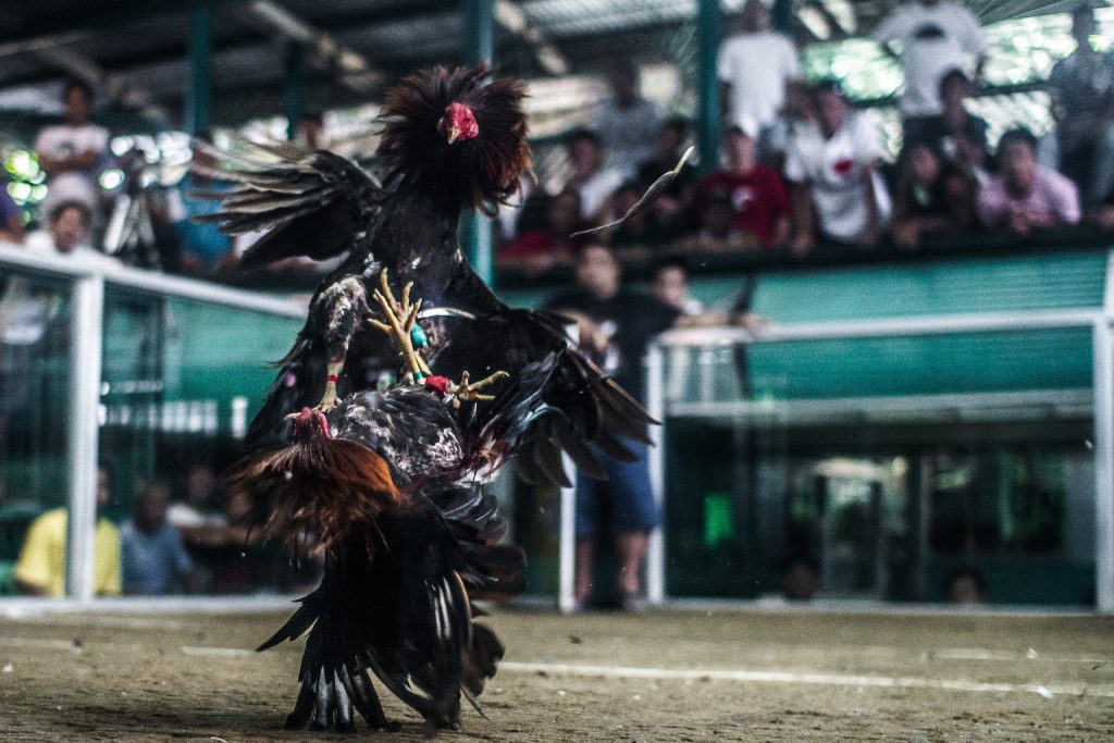 online cockfighting