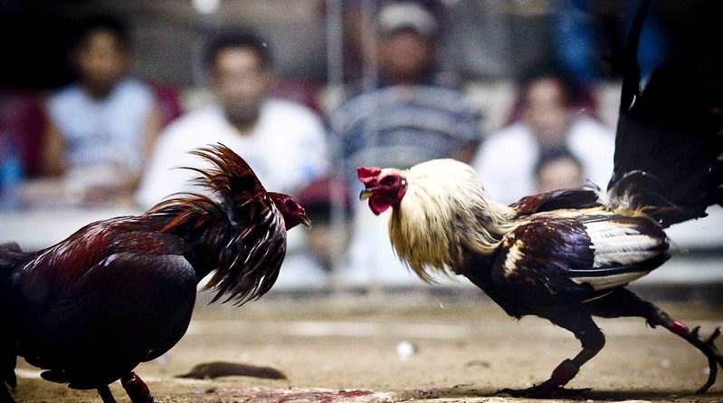 Sharing Experiences in Online Cockfighting