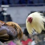 Things You Need to Know About Online Cockfighting