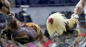 Things You Need to Know About Online Cockfighting